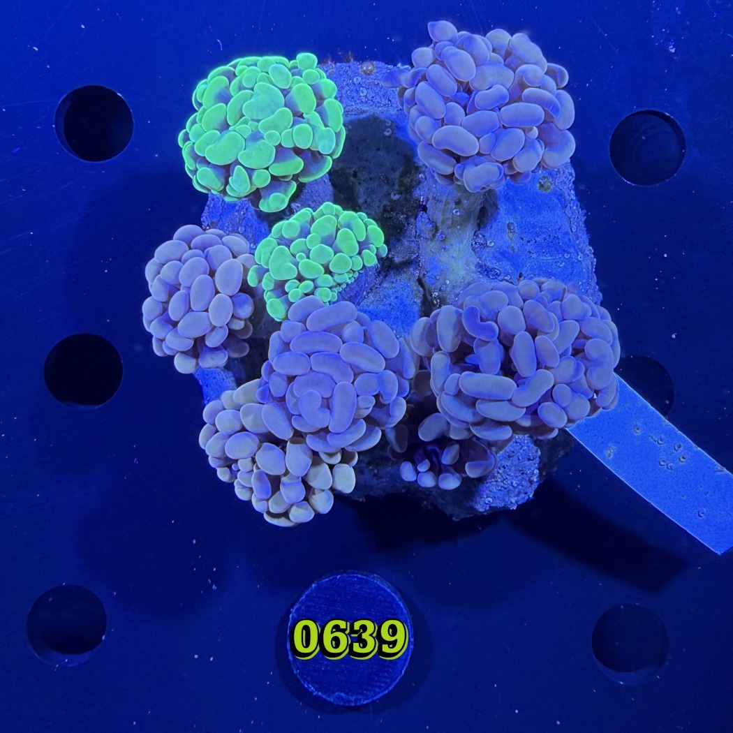 Euphyllia paraancora Kolonie WYSIWYG 0639