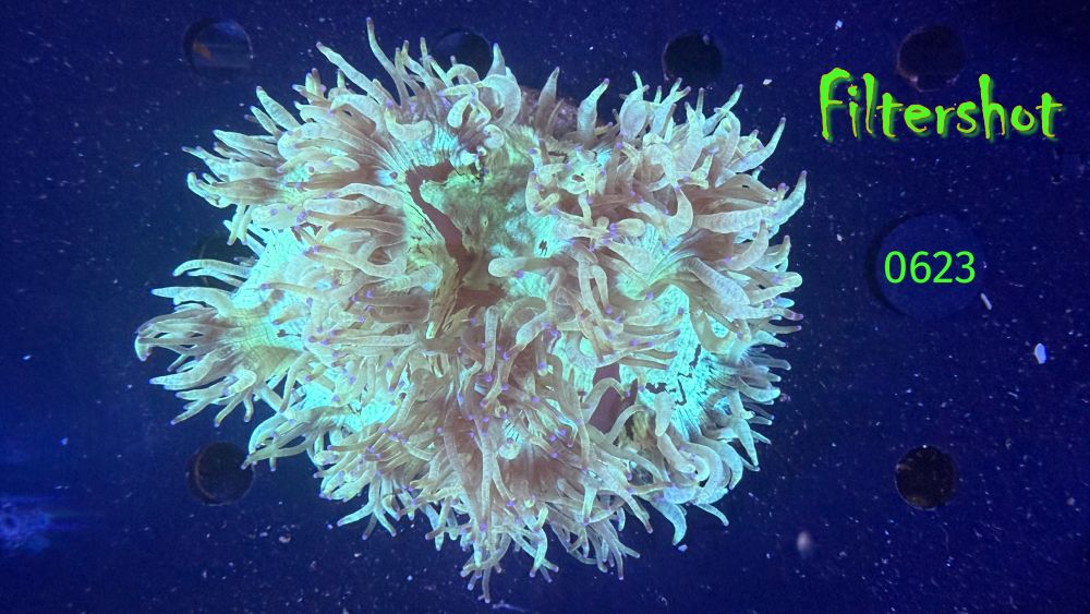 Catalaphyllia jardinei WYSIWYG 0623