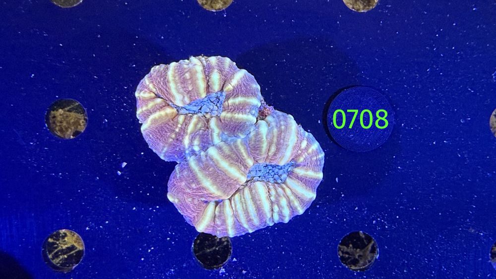 Lobophyllia sp. WYSIWYG 0708