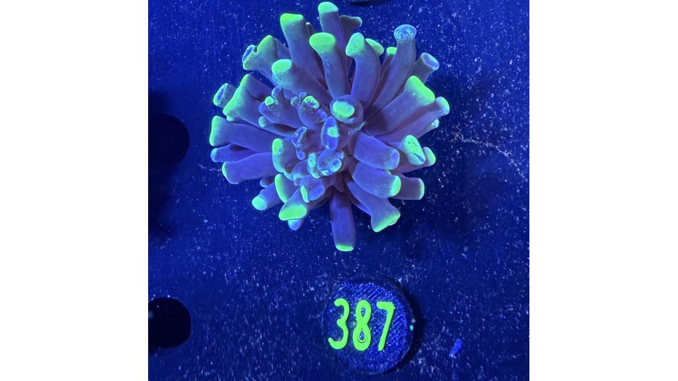 Euphyllia paraancora 1 Kopf "Two Tone" - Deutsche Nachzucht 0387