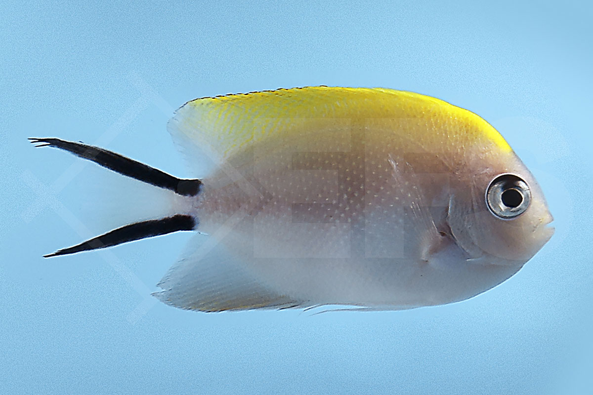 Genicanthus melanospilos - Pazifischer Zebrakaiserfisch