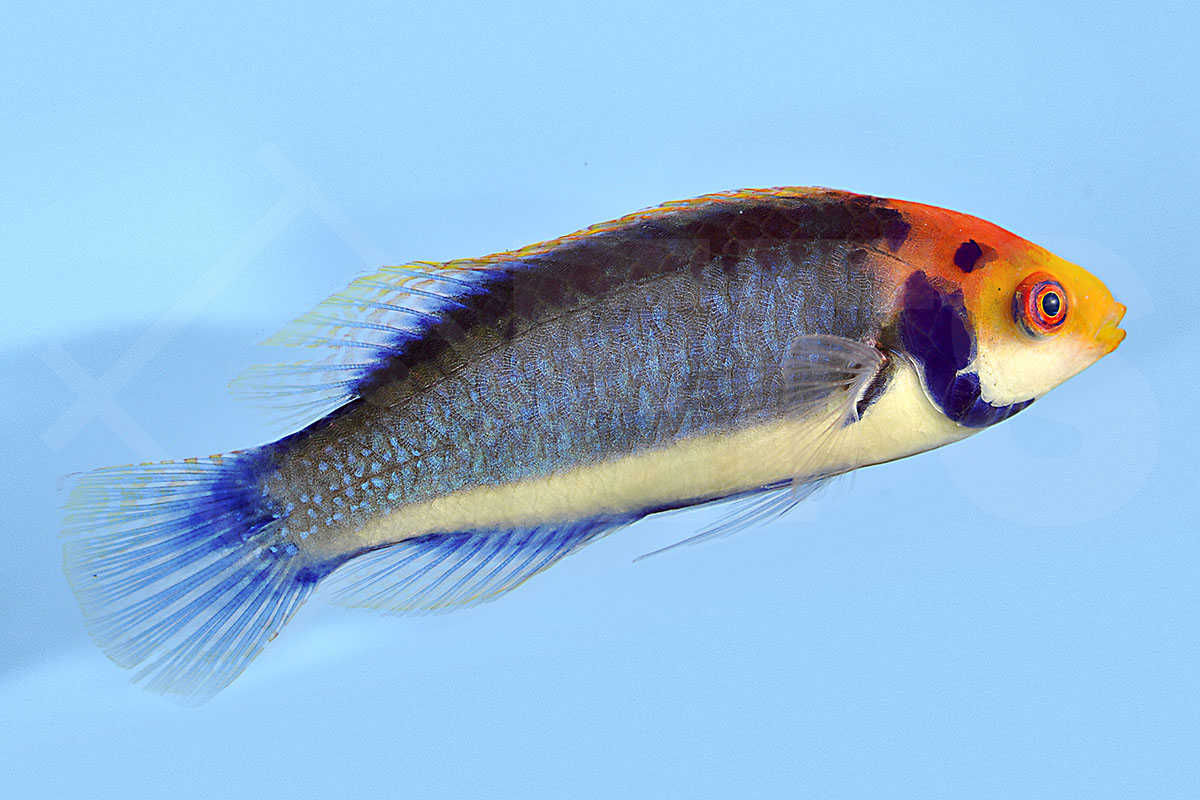 Cirrhilabrus solorensis - Rotaugen-Zwerglippfisch