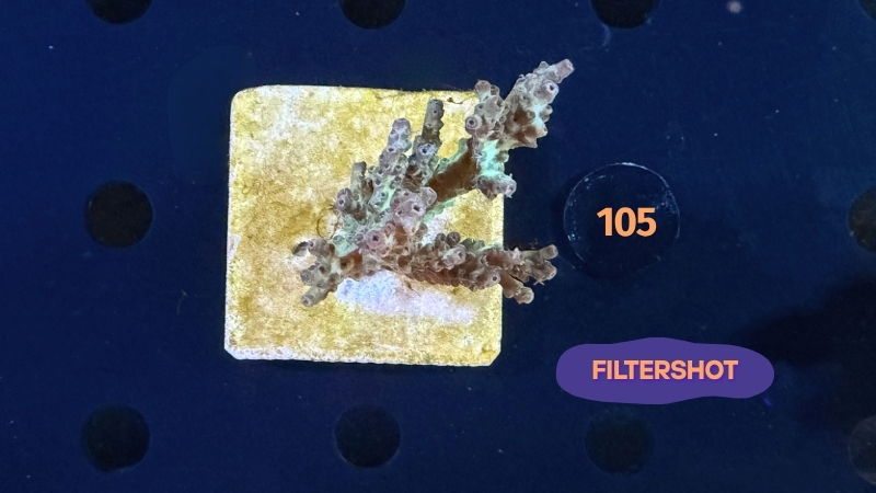 Acropora sp. WYSIWYG 0105