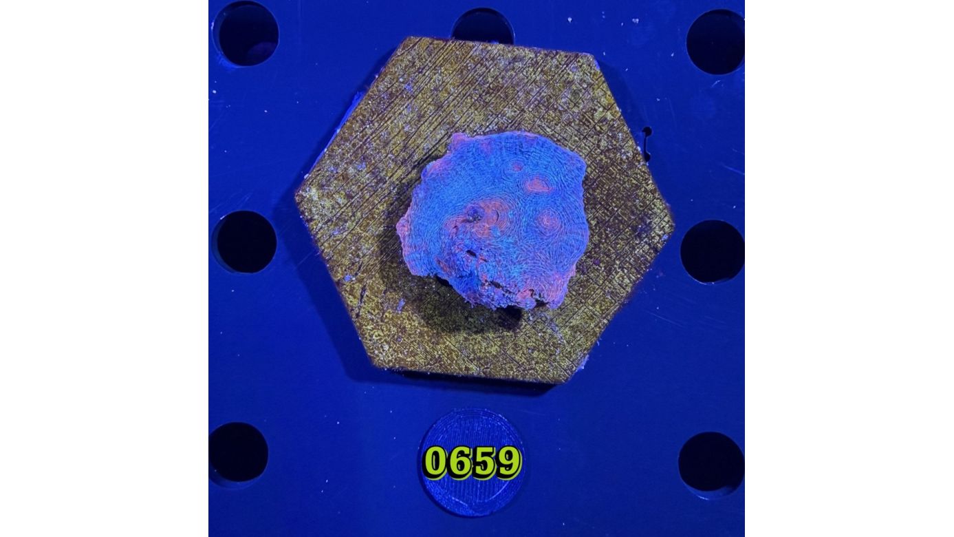 Echinophyllia/Chalice WYSIWYG 0659