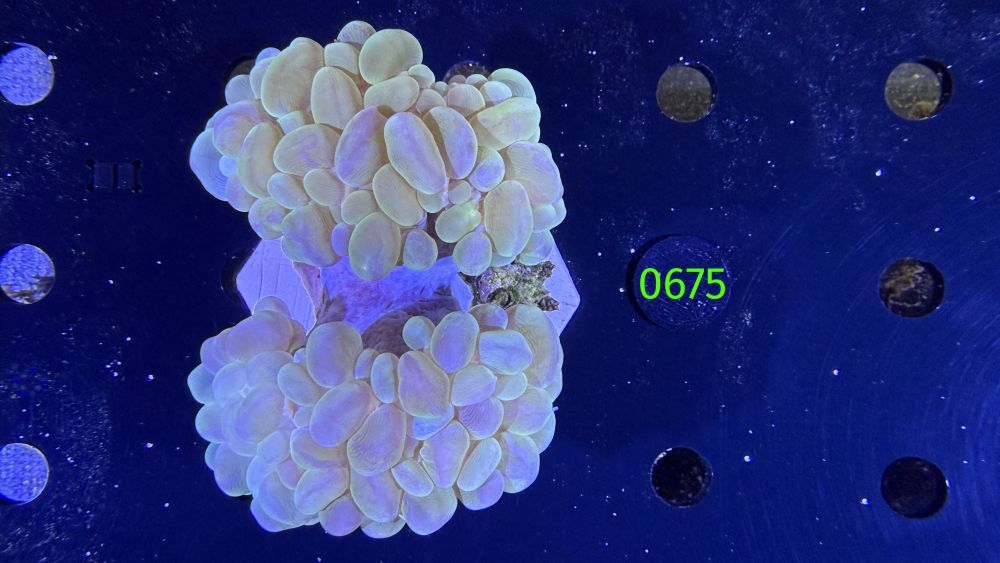 Plerogyra sinuosa - Blasenkoralle WYSIWYG 0675