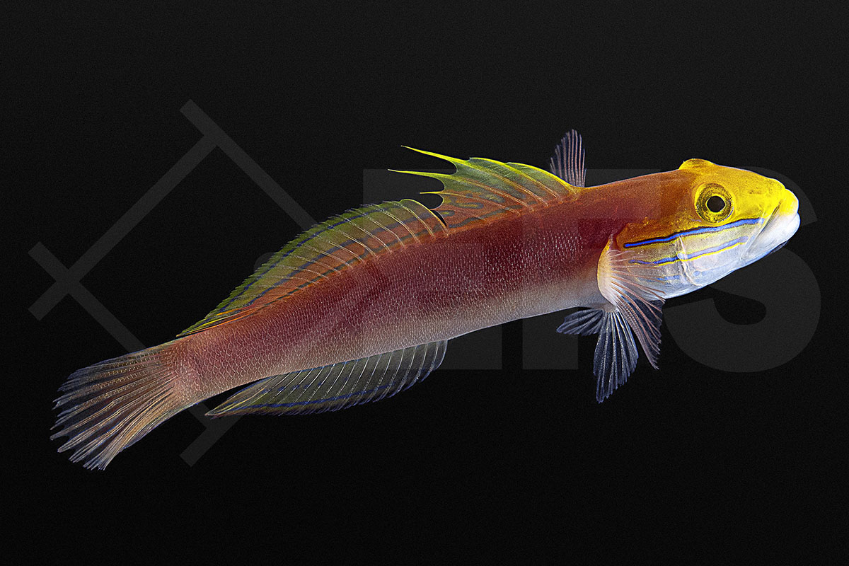 Valenciennea bella - Bella Schläfergrundel