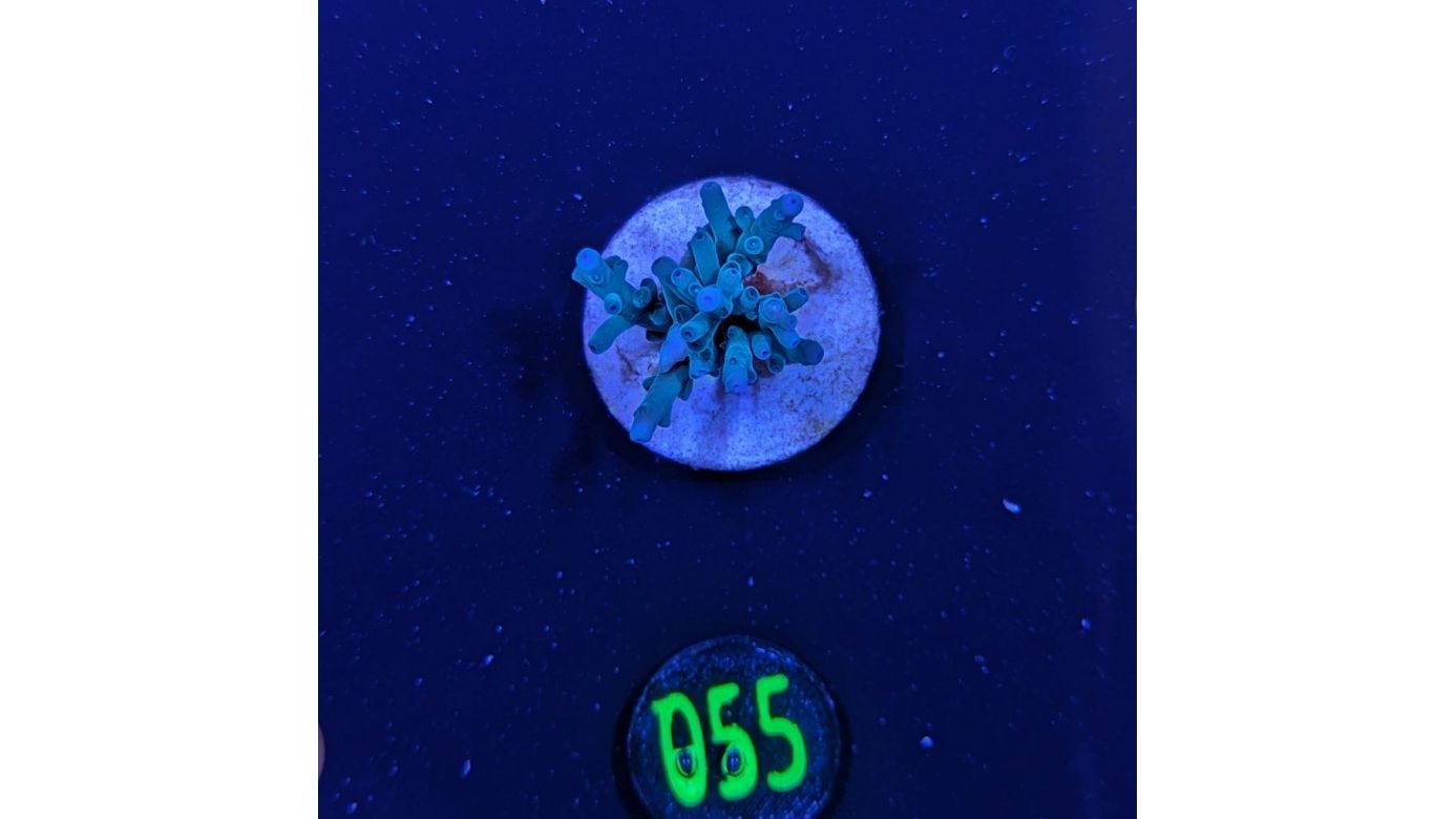 Acropora echinata - Steinkoralle Blau Deutsche Nachzucht 0055