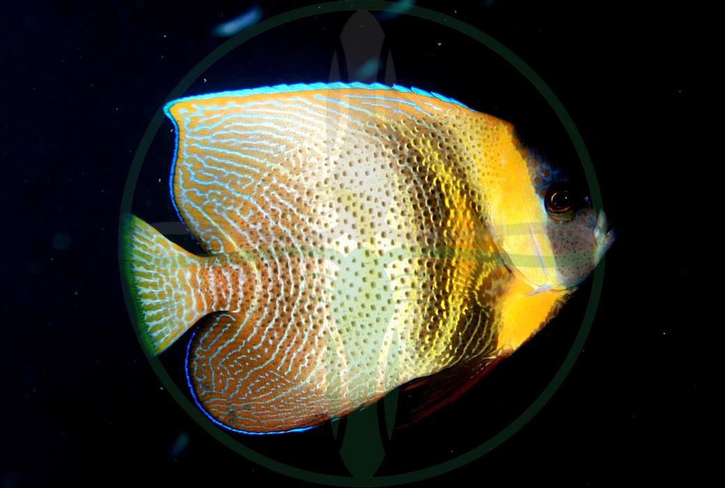Pomacanthus zonipectus - Cortez Kaiserfisch juvenil