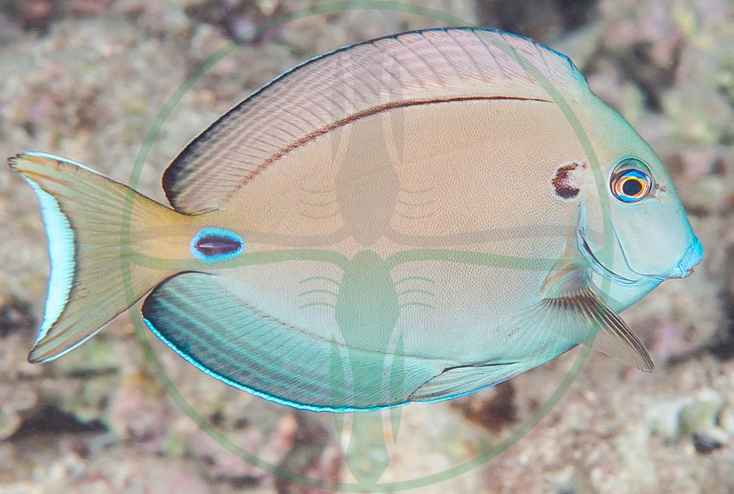 Acanthurus tennenti - Kreisdorn Doktorfisch