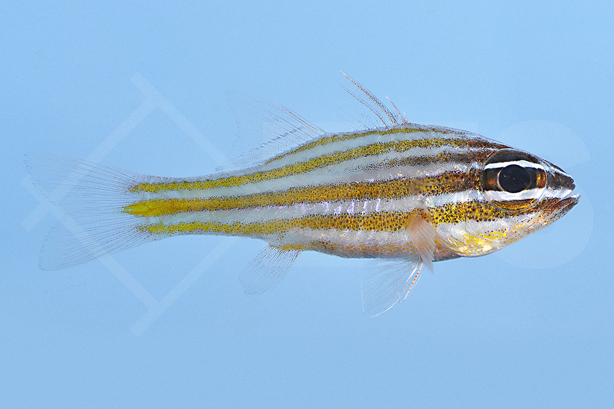 Ostorhinchus cyanosoma - Goldstreifen-Kardinalbarsch