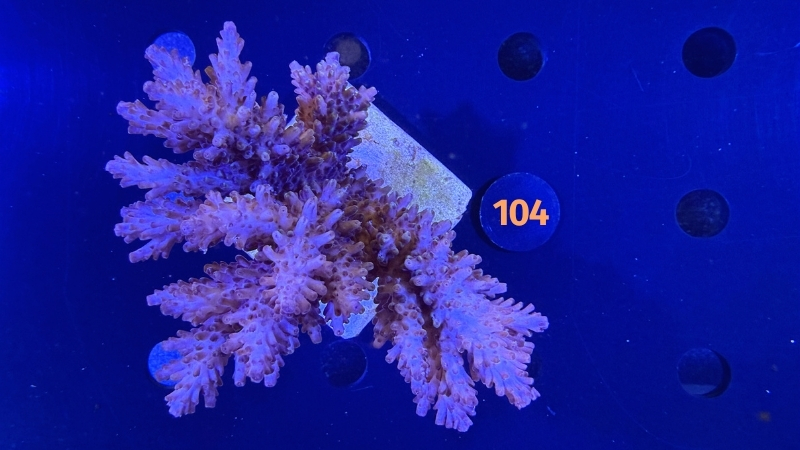 Acropora sp. WYSIWYG 0104