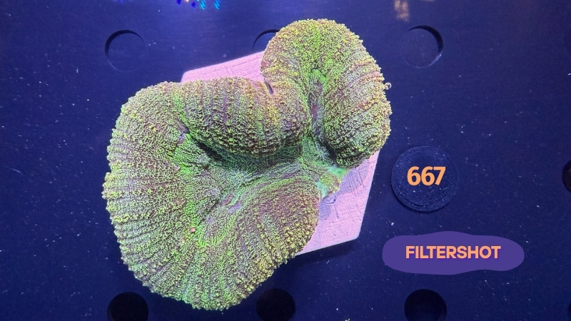 Lobophyllia sp. WYSIWYG 0667