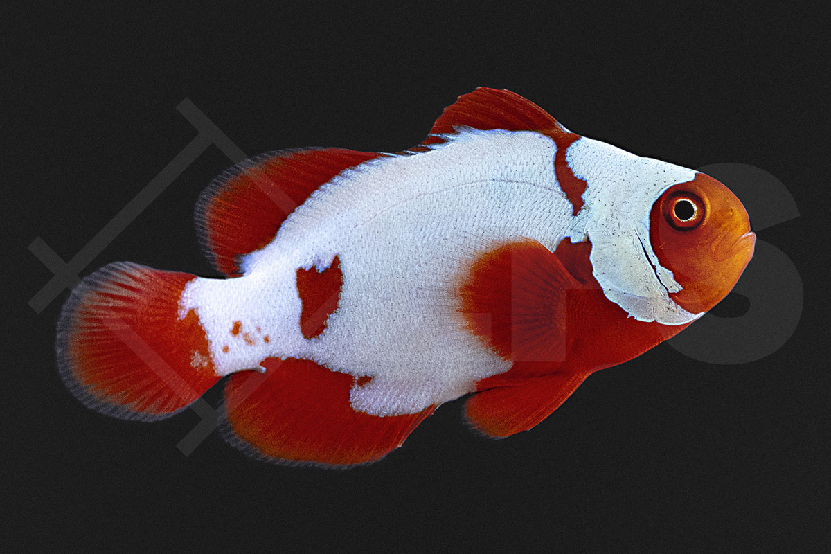 Premnas biaculeatus - Samtanemonenfisch "Thunder" NZ