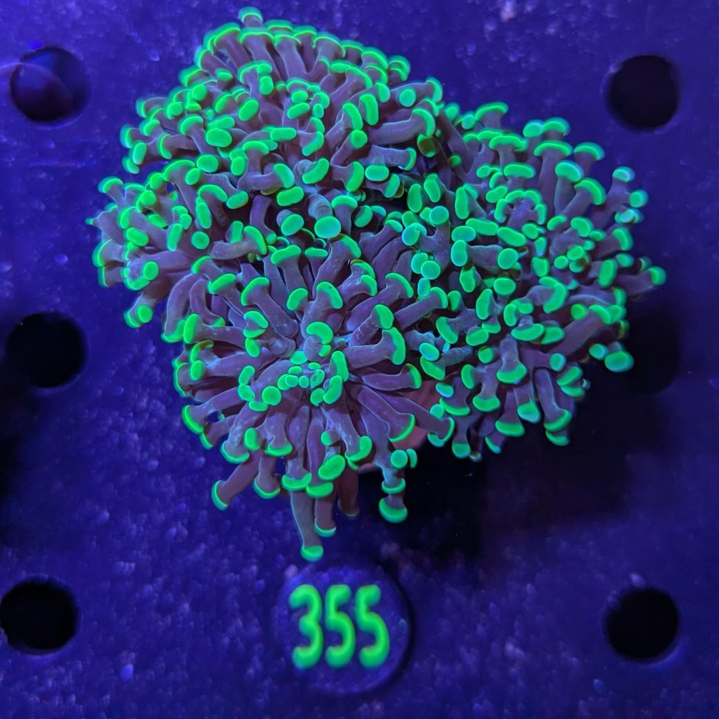 Euphyllia paraancora 3 Kopf "grün" - Deutsche Nachzucht 0355