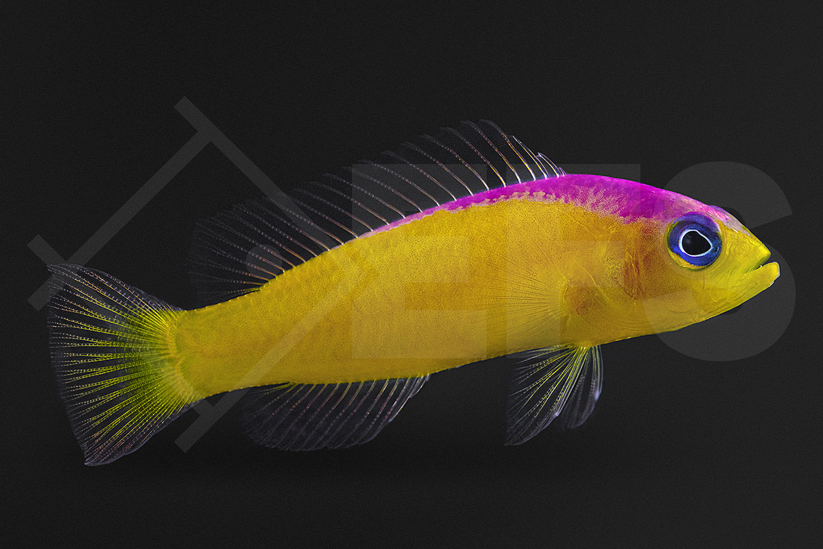 Pictichromis diadema - Diadem-Zwergbarsch