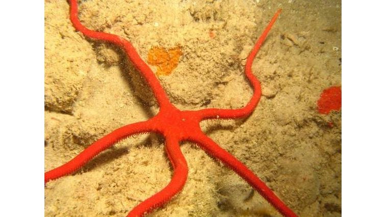 Ophioderma squamosissima - Feuerroter Karibik Schlangenstern