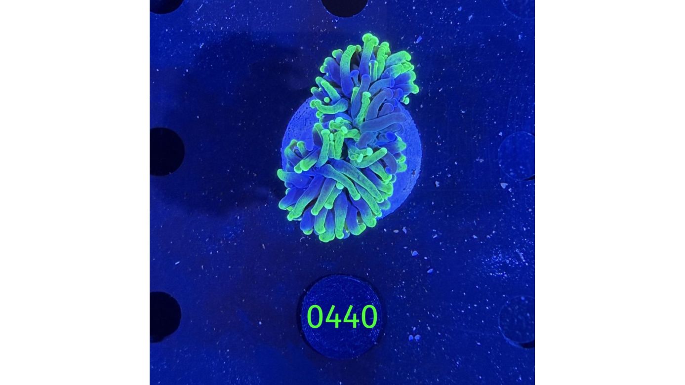 Euphyllia glabrescence - Grafted Scarface Torch WYSIWYG 0440