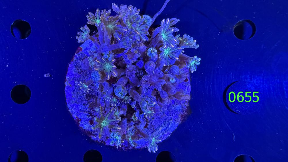 Clavularia spec. WYSIWYG 0655