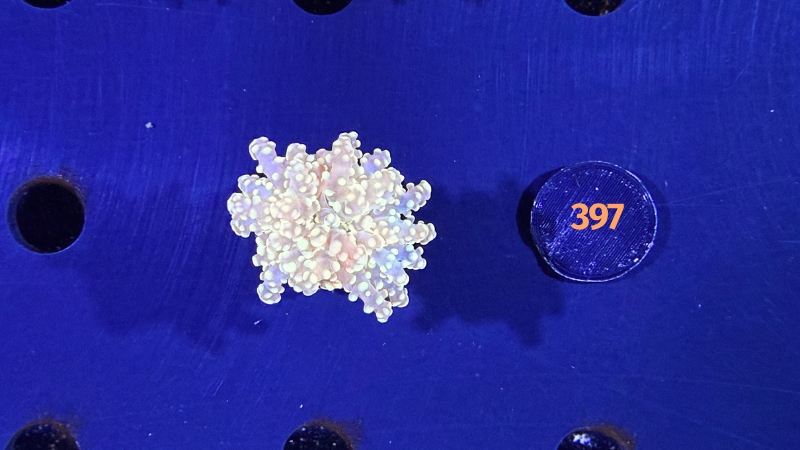 Euphyllia yaeyamensis - Octopuslkoralle "gelb/gold" 0397