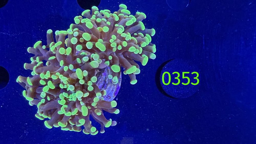 Euphyllia paraancora - 2 Kopf "grün" Deutsche Nachzucht 0353