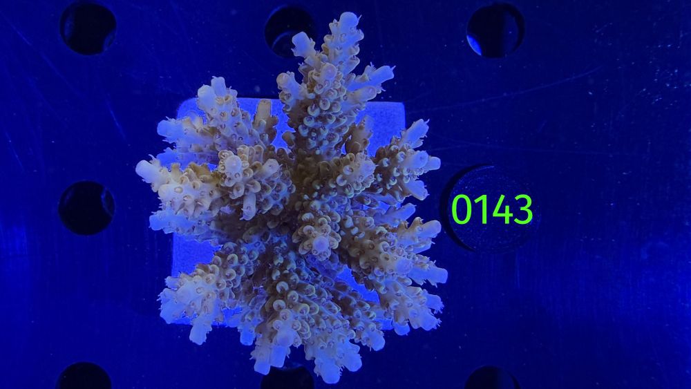 Acropora sp. WYSIWYG 0143