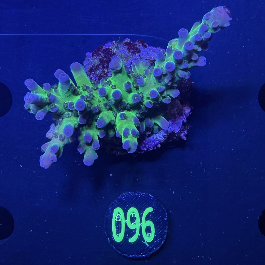 Acropora sp. - Purple Chronic Steinkoralle Deutsche Nachzucht 0096