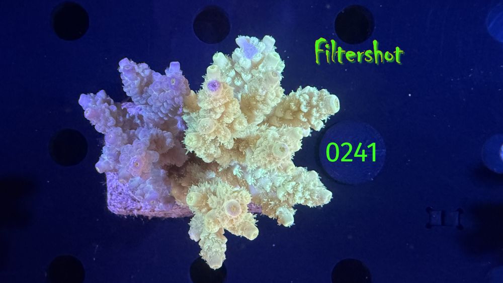 Acropora sp. WYSIWYG 0241