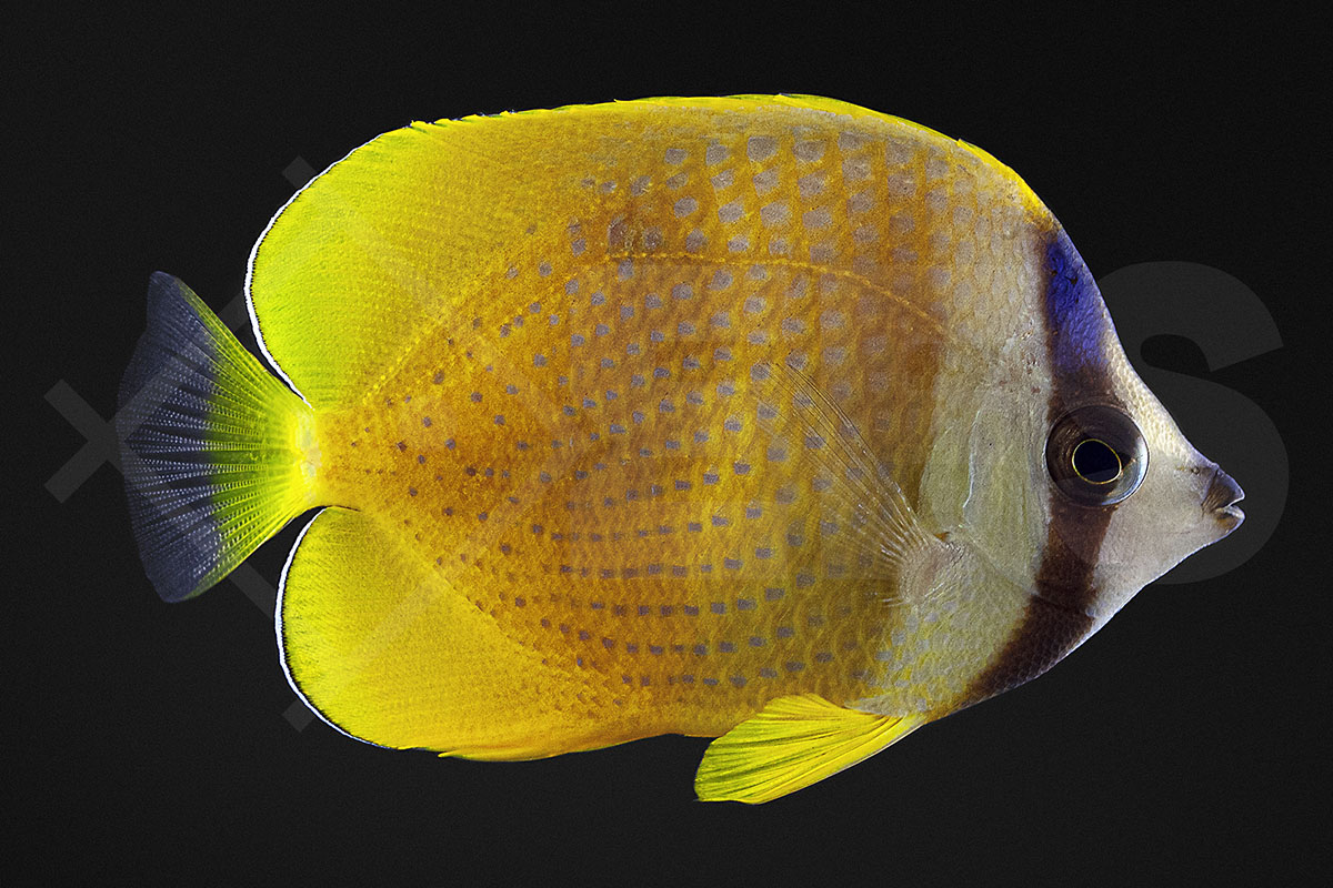 Chaetodon kleinii - Klein`s Falterfisch