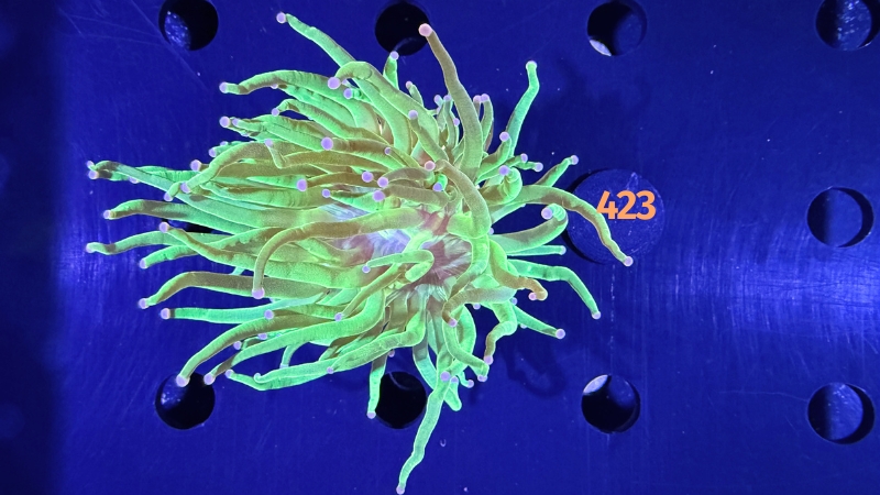 Euphyllia glabrescens - Fackelkoralle Torch "Toxic green" 0423