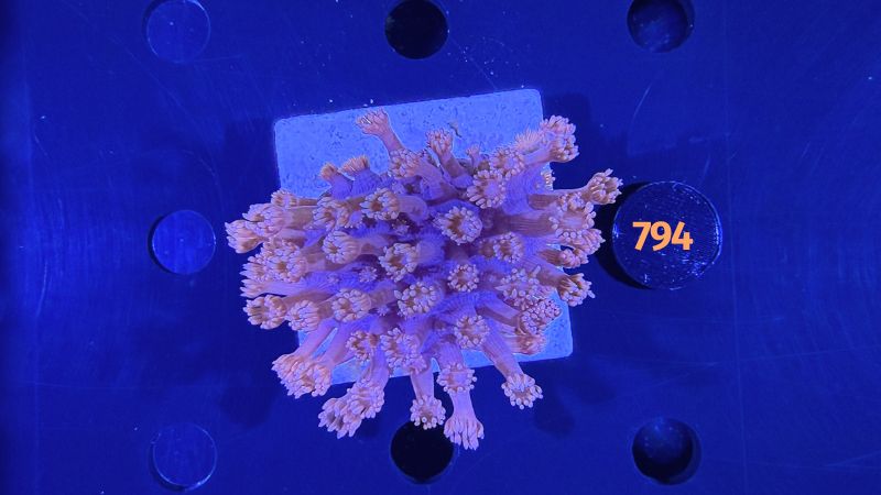 Goniopora sp. WYSIWYG 0794