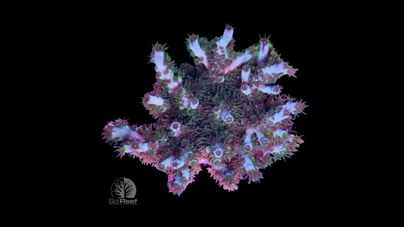 SciReef Acropora kenti TWIN MAXX Grade 1 0290