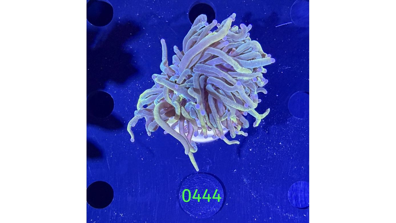 Euphyllia glabrescens - Fackelkoralle Torch  0444