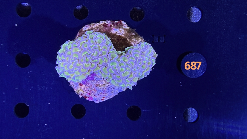 Euphyllia ancora WYSIWYG 0687