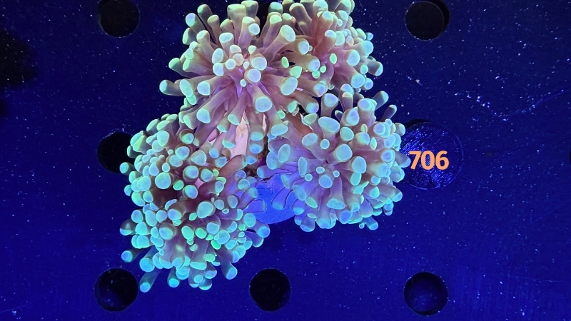 Euphyllia paraancora WYSIWYG 0706