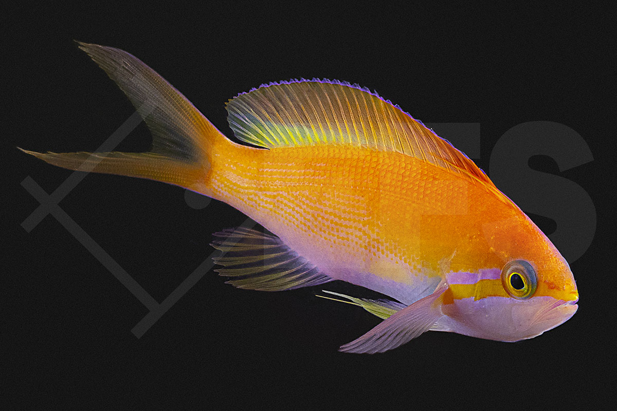 Nemanthias carberryi - Langflossen Fahnenbarsch