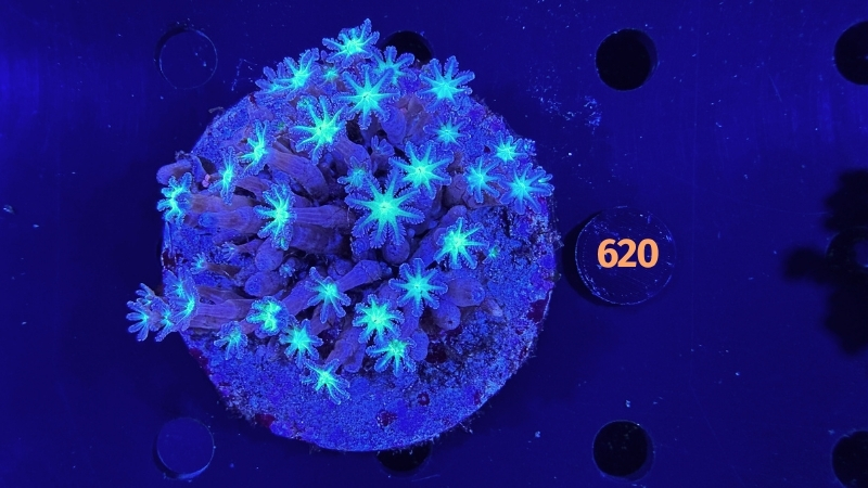 Clavularia sp. WYSIWYG 0620