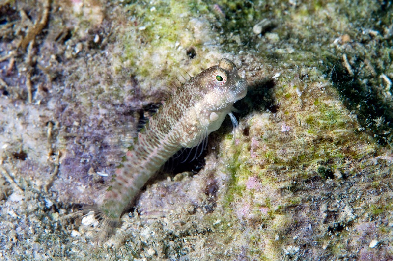 Salarias guttatus - Schleimfisch