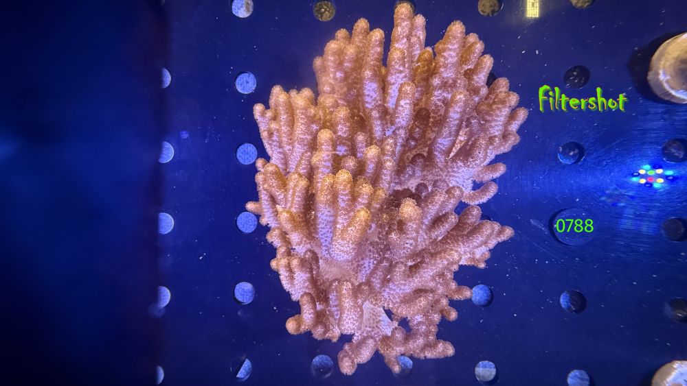 Cladiella sp. - WYSIWYG 0788