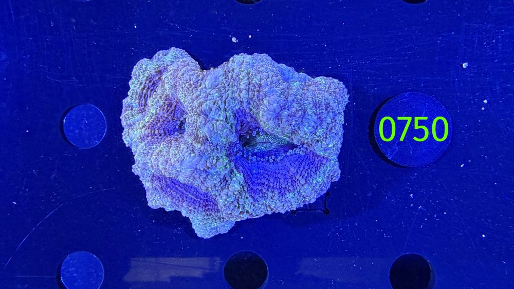 Acanthastrea bowerbanki Aussi WYSIWYG 0750