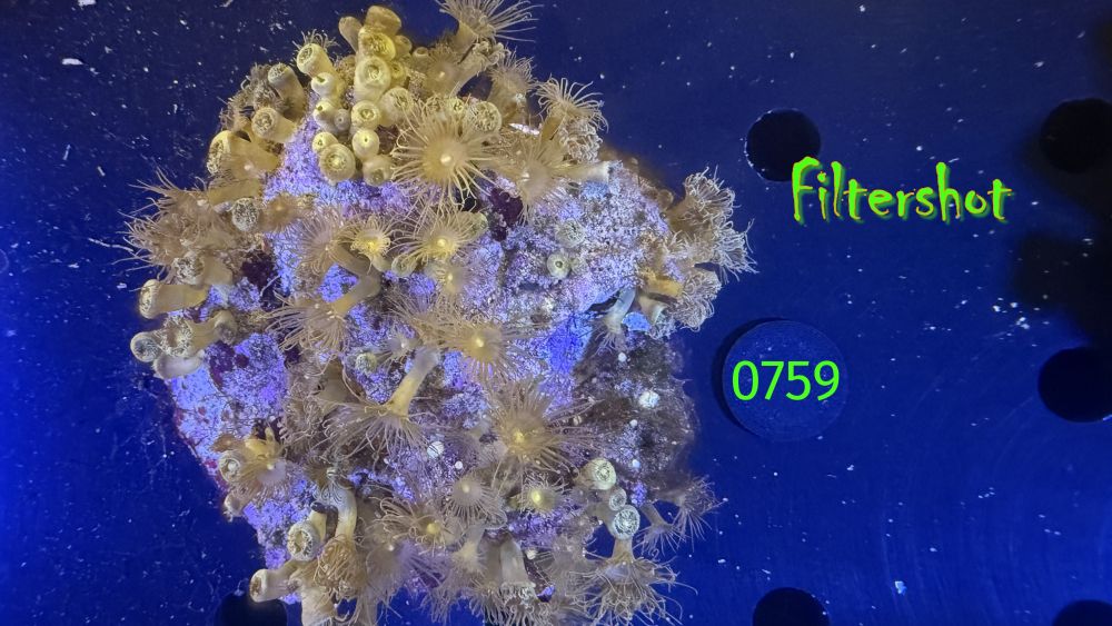 Parazoanthus sp. WYSIWYG 0759