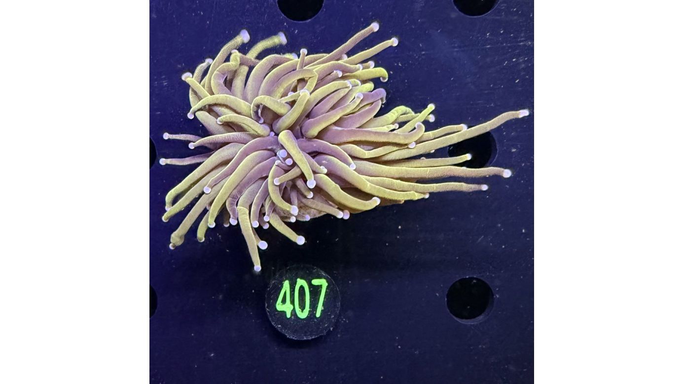 Euphyllia glabrescens - Fackelkoralle Torch 0407