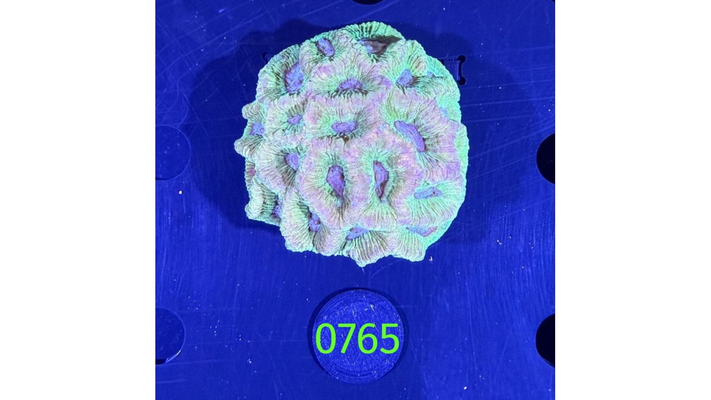 Goniastrea sp. WYSIWYG 0765