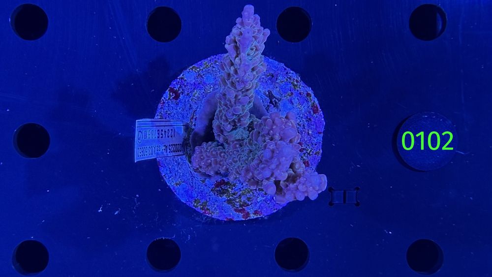 Acropora sp. WYSIWYG 0102