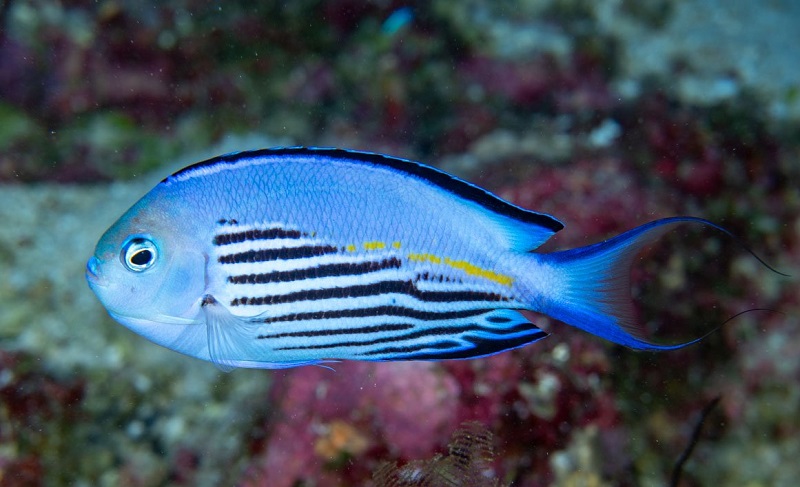 Genicanthus watanabei - Gelbstreifen Lyrakaiserfisch (männlich)