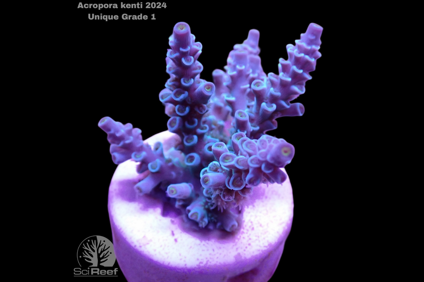 SciReef Acropora kenti Unique Grade 1 0298