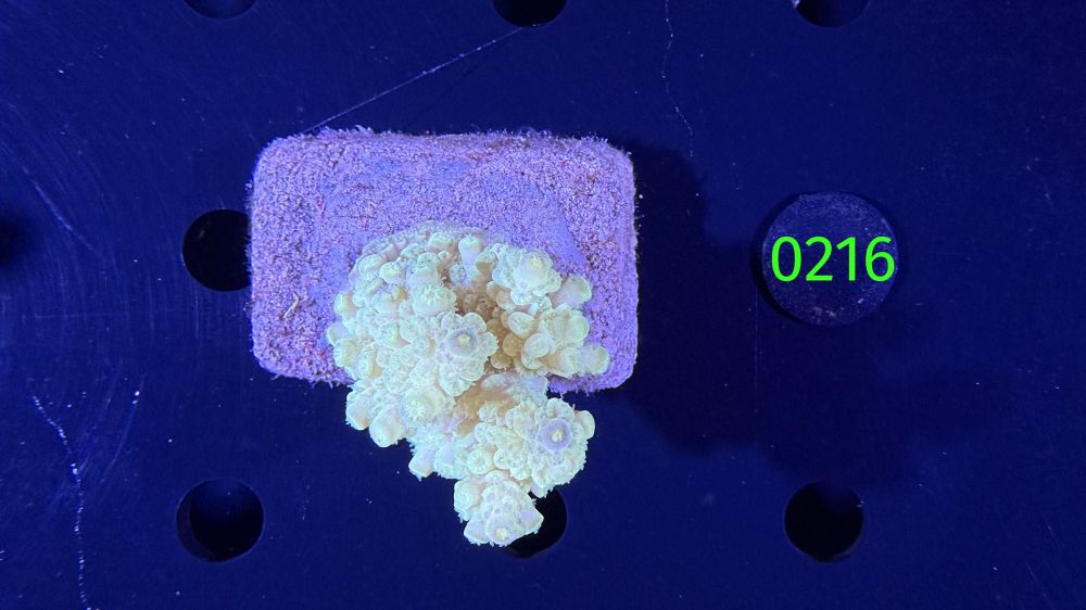 Acropora sp. WYSIWYG 0216