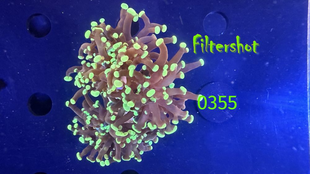 Euphyllia paraancora - 3 Kopf "grün" Deutsche Nachzucht 0355