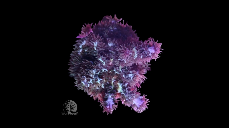 SciReef Acropora kenti TWIN MAXX Grade 1 0290