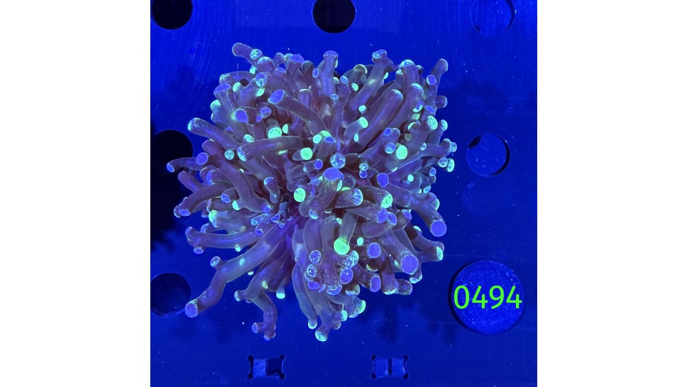 Euphyllia paradivisa - Froschlaichkoralle "two tone" 1Kopf Deutsche Nachzucht 0494