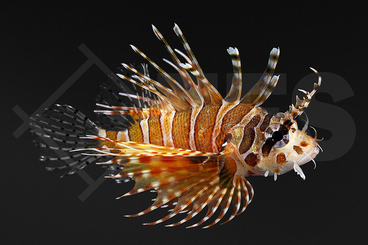 Dendrochirus zebra - Zebra Zwergfeuerfisch